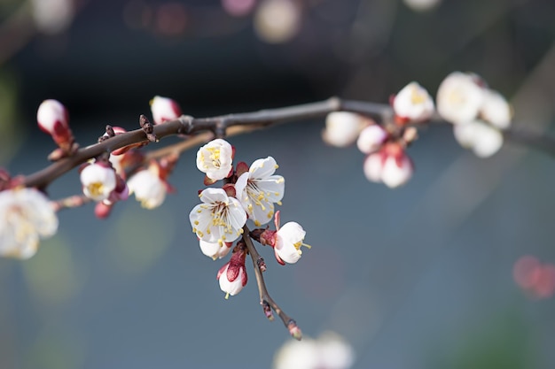 flor de albaricoquero