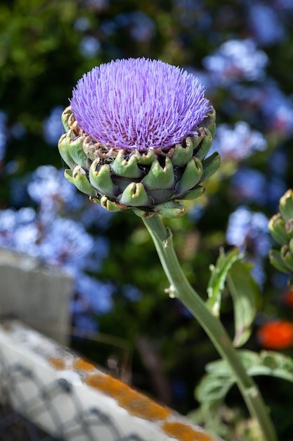 Flor de alcachofa (Cynara Scolymus)