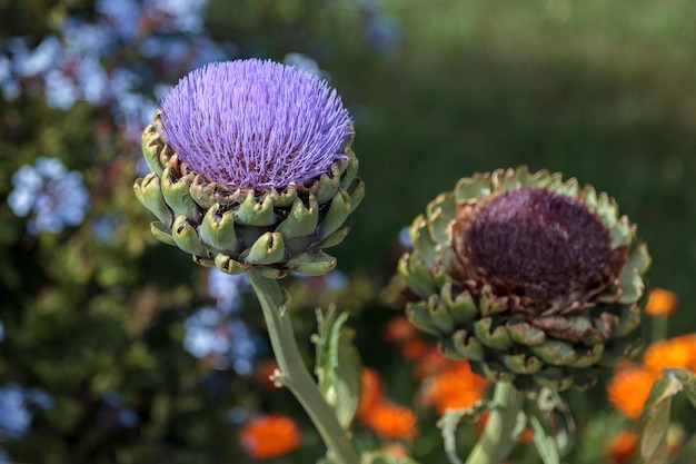 Flor de alcachofa (Cynara Scolymus)