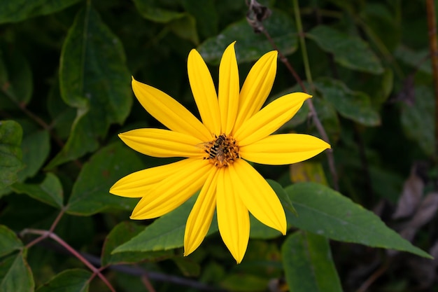 Flor de alcachofa de Jerusalén con una abeja sobre un fondo de follaje