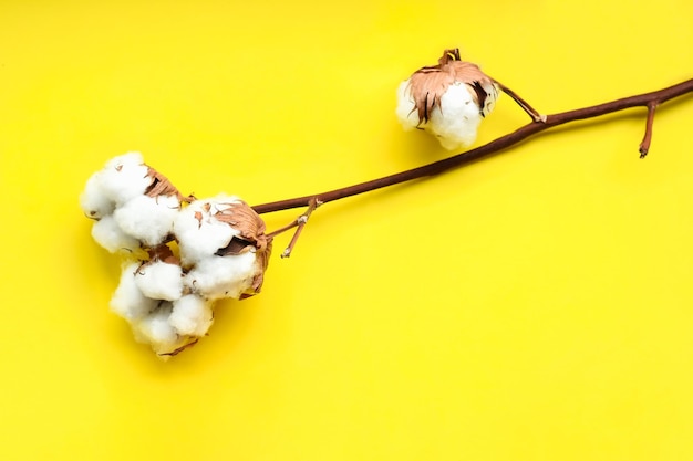 Foto flor de algodón aislada sobre un fondo brillante