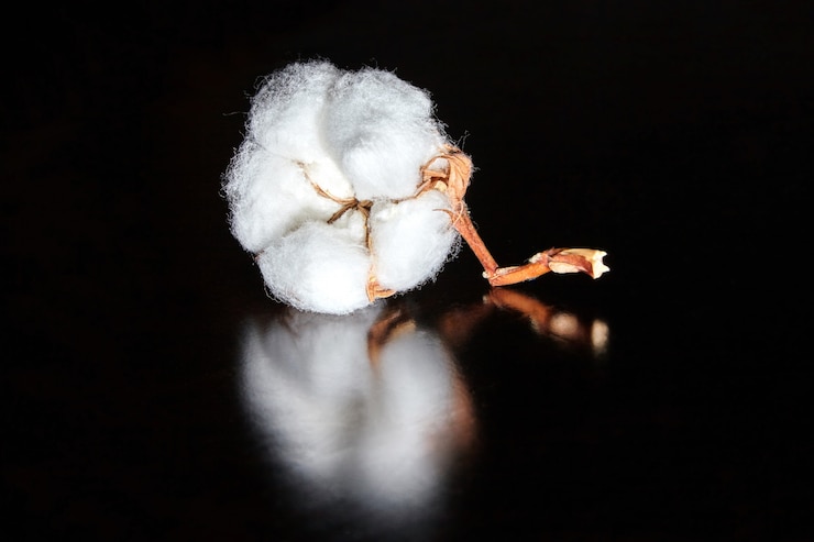 Foto flor de algodón blanco en una mesa de madera oscura
