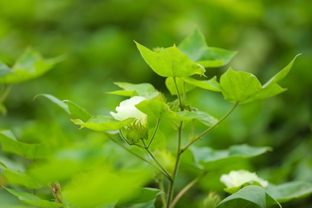 Flor de algodón en campo de algodón verde