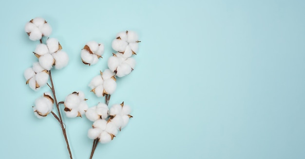 Flor de algodón en un fondo de papel azul minimalismo en la cabeza espacio de copia de composición plana