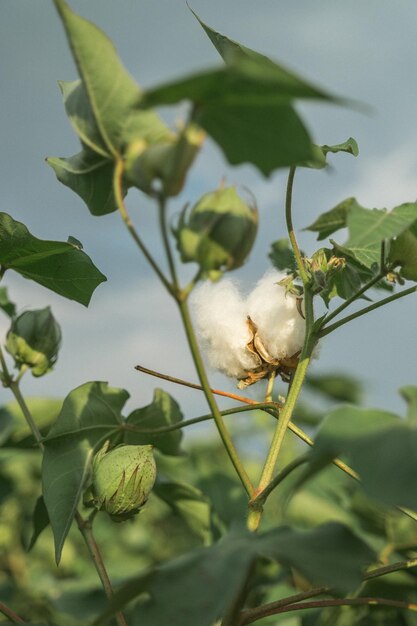 Foto flor de algodón en las manos de una mujer flor de algudón abierta con fondo de campo de algodó cama abierta