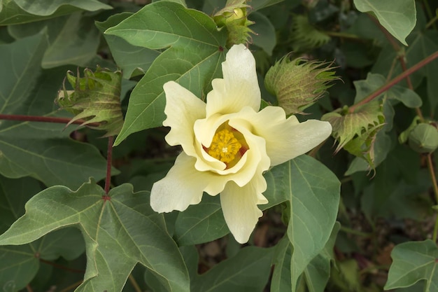 Flor de algodón planta de algodón bastoncillo de algodón