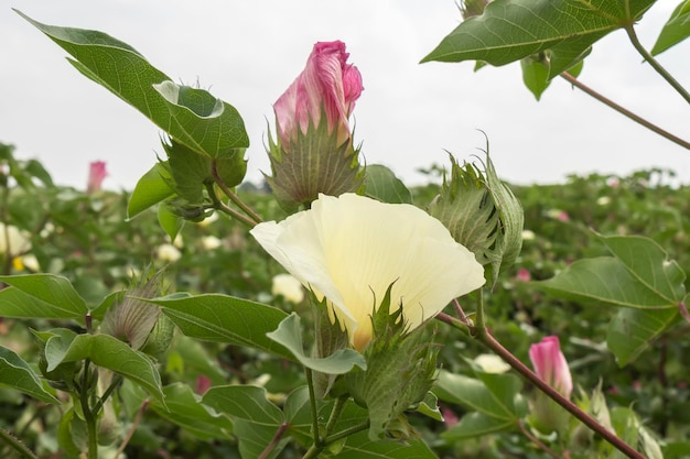 Flor de algodón planta de algodón bastoncillo de algodón