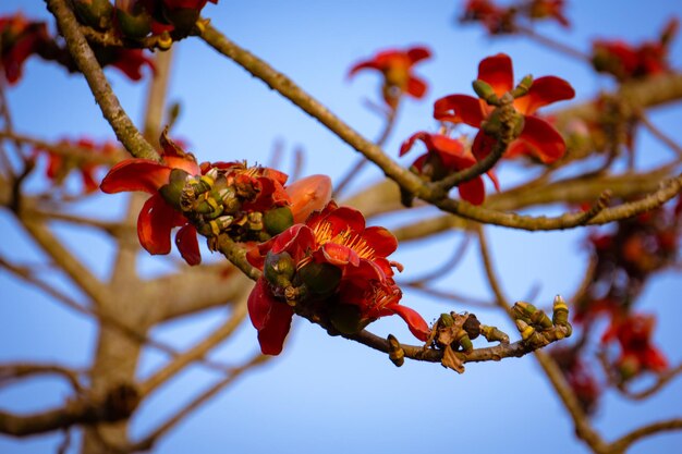 Flor de algodón de seda roja también conocida como Bombax Ceiba Shimul Dhaka Bangladesh