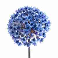 Foto flor de alium azul aislada sobre un fondo blanco
