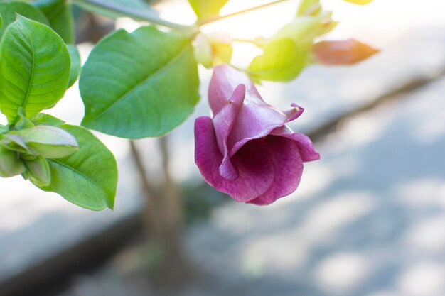 La flor de Allamanda blanchetii con una luz suave