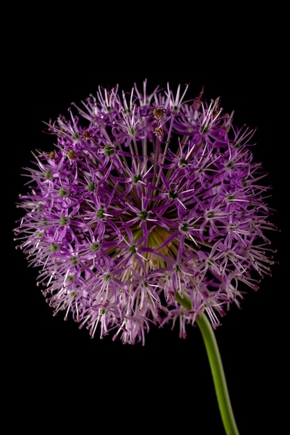 Flor de allium púrpura aislado sobre fondo negro