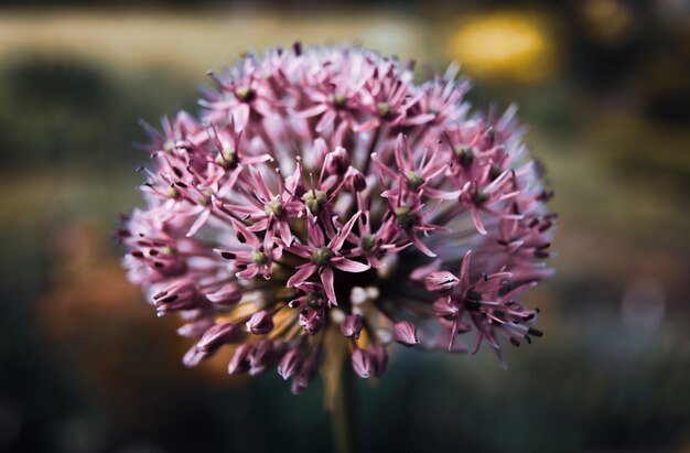 Flor de allium púrpura