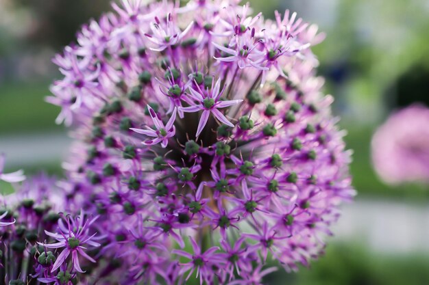 Una flor de Allium rosenbachianum