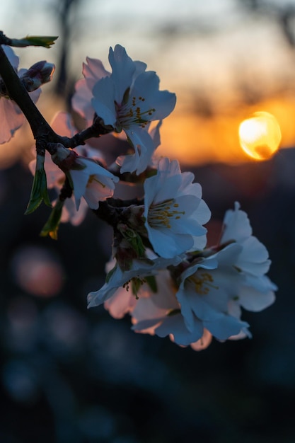 Flor de almendro almendros de primer plano florecen a principios de la primavera árboles florecientes en el enfoque suave de la luz del atardecer