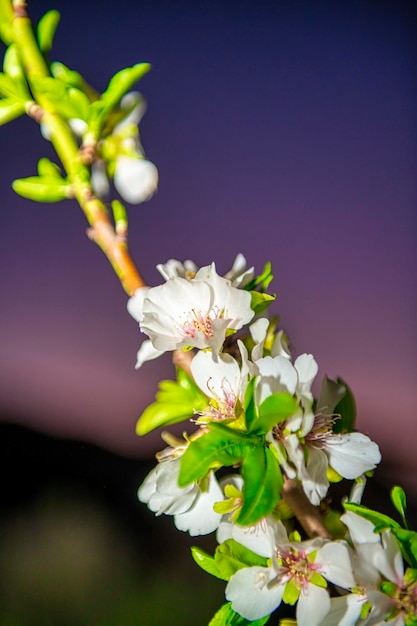 Flor de almendro anunciando que la primavera llegará pronto Fotografía de alta resolución