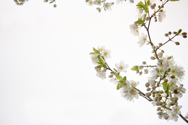 Flor de almendro a la derecha sobre un fondo blanco con espacio para copiar el texto