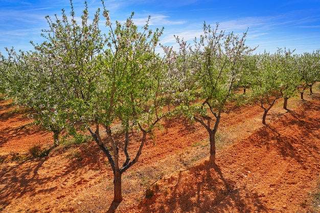 Flor de almendro de primavera en el mediterráneo.