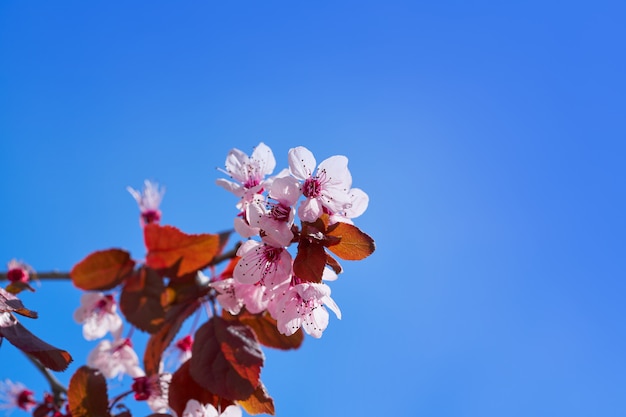 Flor de almendro de primavera en el mediterráneo.