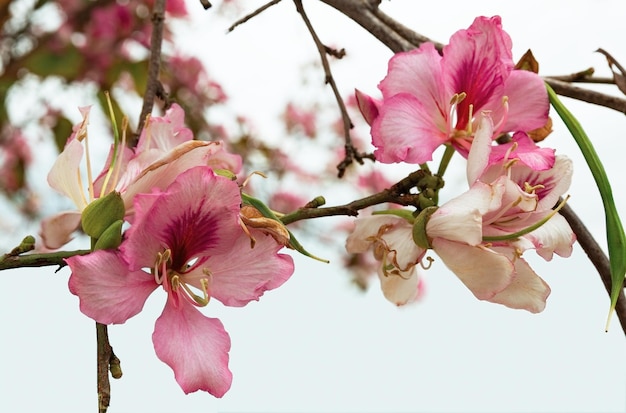 Flor de almendro en primer plano de primavera