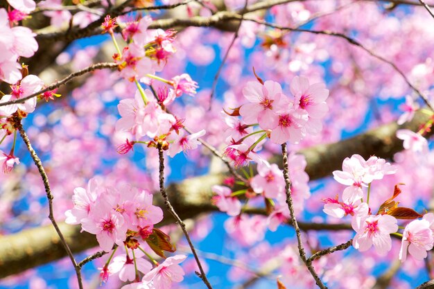 flor de almendro en la rama de un árbol