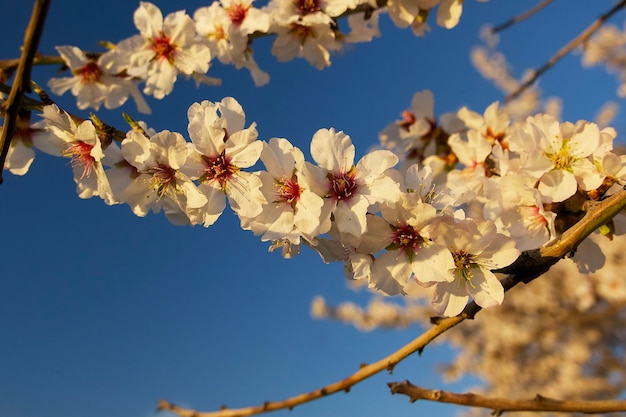 Flor de almendro en un sol presunset en Agrigento Sicilia