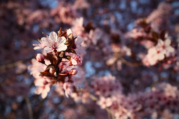 Foto flor de almendro en su rama en plena naturaleza