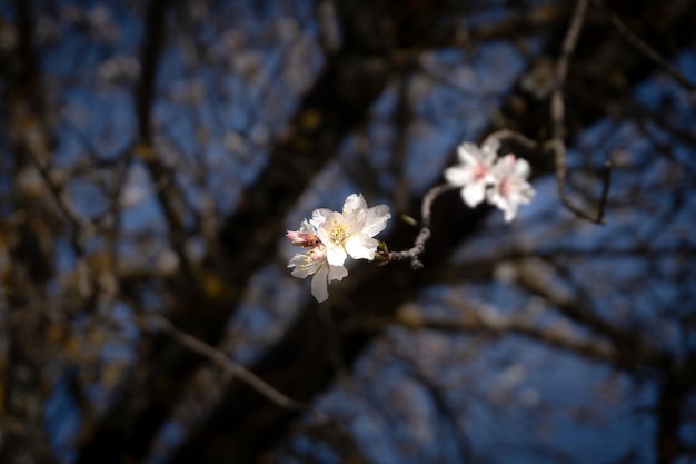 flor de almendro