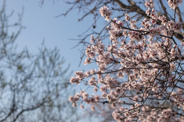 Flor de almendro