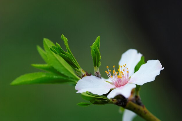 Flor de almendro