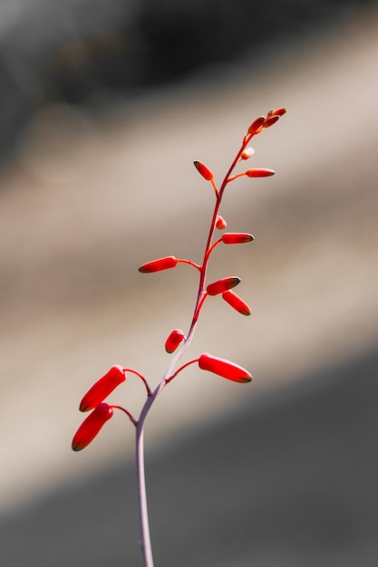 La flor de aloe rojo que florece es plantas suculentas en estado salvaje