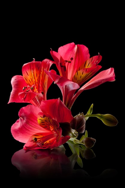 Flor de Alstroemeria aislada en negro