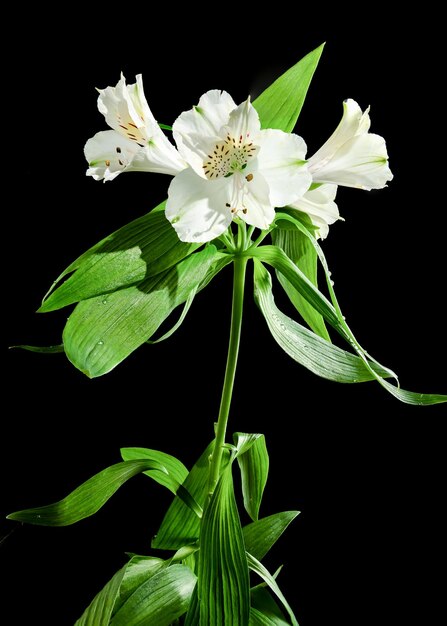 Flor de Alstroemeria blanca sobre fondo negro