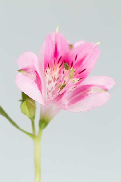 Flor de Alstroemeria cerca aislado en superficie gris