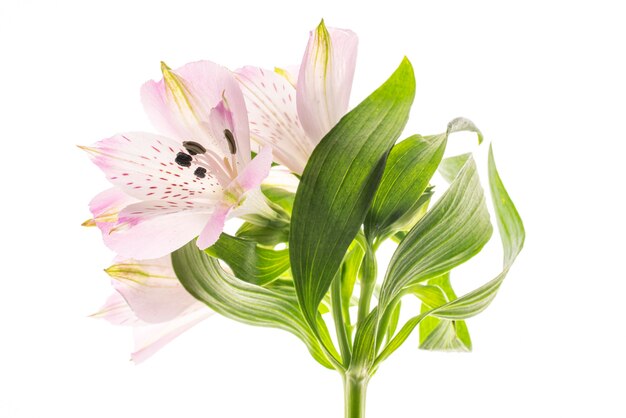 Flor de Alstroemeria con estambres, primer plano sobre un fondo blanco.