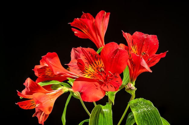 Flor de Alstroemeria roja sobre un fondo negro