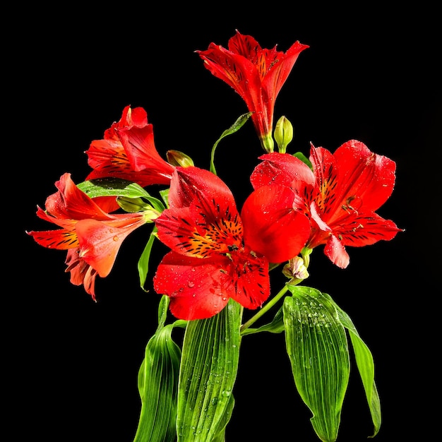 Foto flor de alstroemeria roja sobre un fondo negro