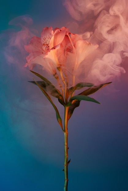 Flor de alstroemeria rosa cubierta de humo colorido en azul