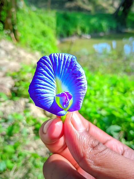 La flor del amanecer azul