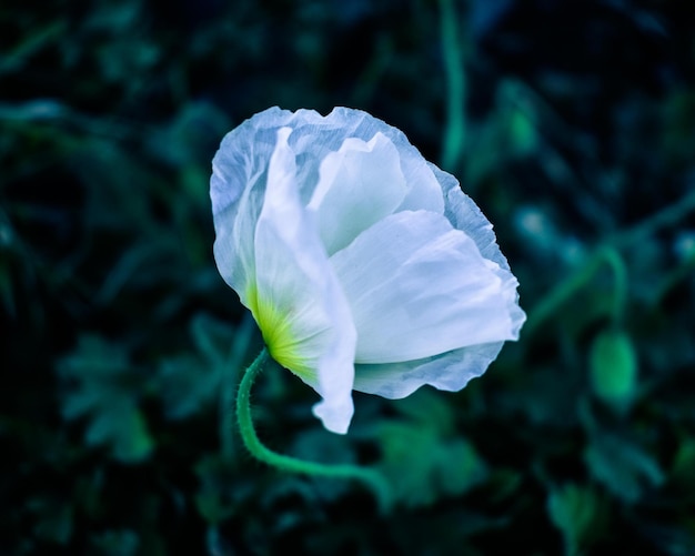 flor de amapola blanca