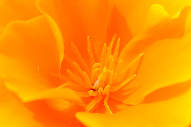 Foto la flor de una amapola de california eschscholzia californica