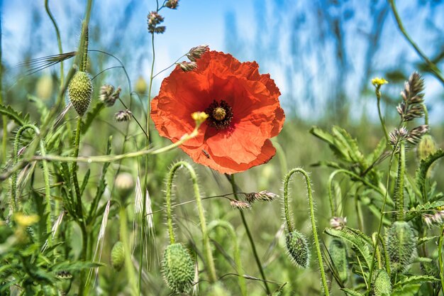 Flor de amapola en campo de maíz Pétalos rojos en campo verde Agricultura en la carretera