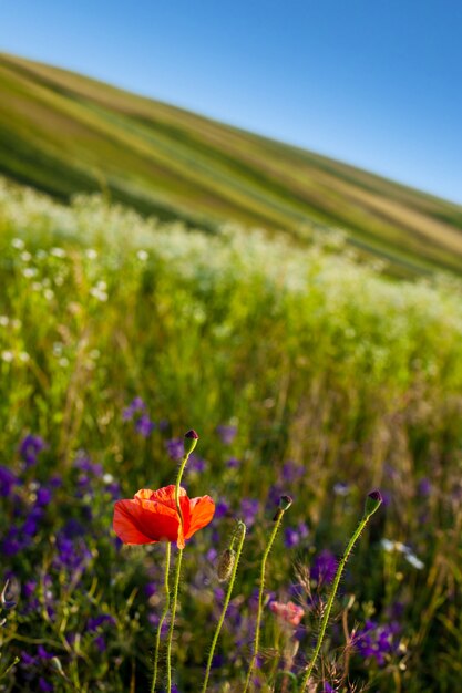 Foto flor de amapola en un campo