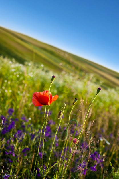 Flor de amapola en un campo