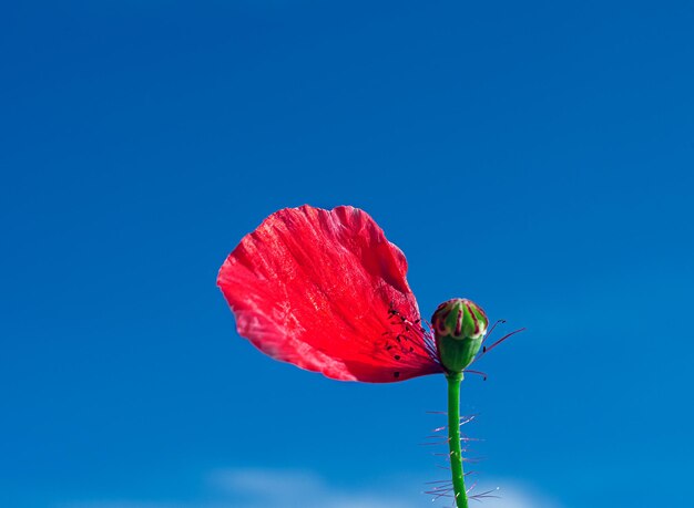 Flor de amapola contra el cielo