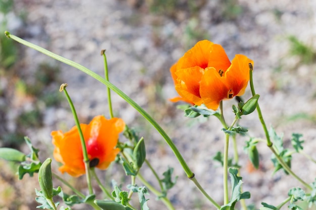 Flor de amapola naranja silvestre en pradera en Capadocia