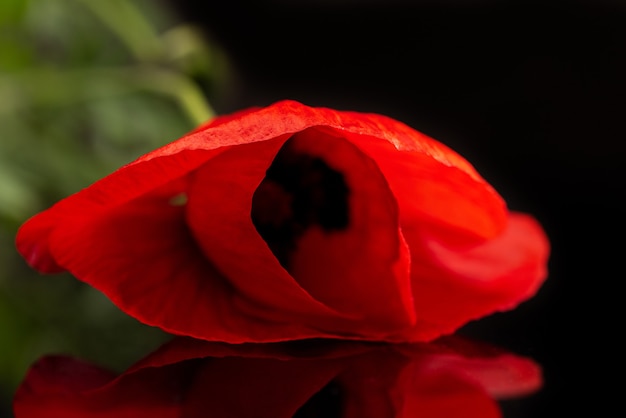 Flor de amapola en negro aislado