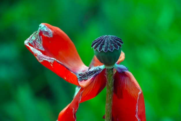 Foto la flor de la amapola de opio en latín papaver somniferum es una amapola de flor roja