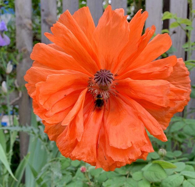 Flor de amapola roja con abejorro en los pétalos