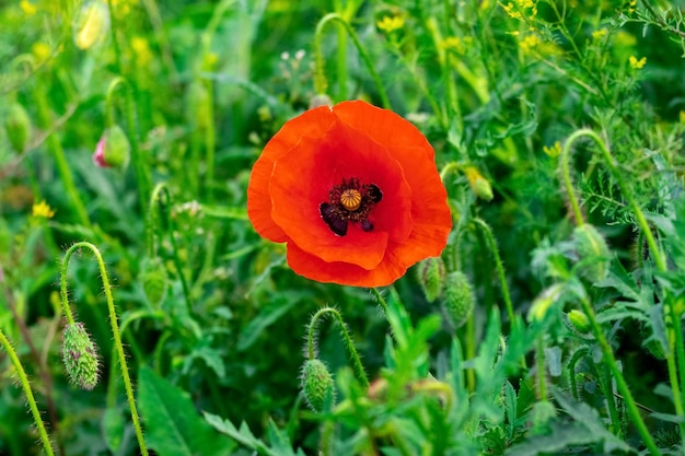 Flor de amapola roja en un campo entre hierba verde