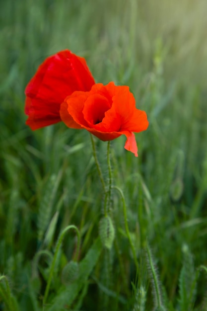 Flor de amapola roja en campo salvaje Enfoque selectivo Luz suave